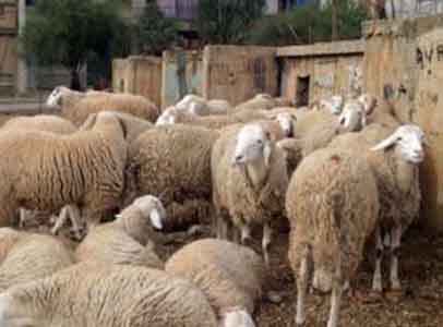 A la veille de l'Aïd El Adha