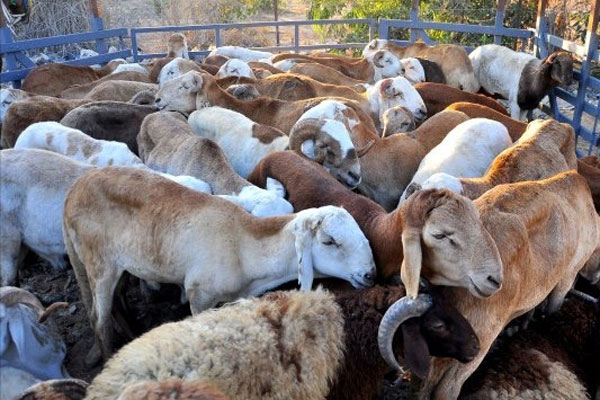 شباب يغلقون بلدية إيليزي احتجاجا على نوعية الأضاحي الموزعة