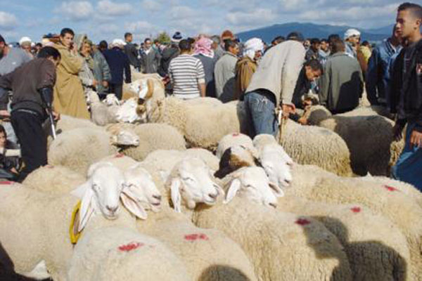 شوارع وأحياء الأغواط تتحول لأسواق يومية لبيع المواشي وتضارب في الأسعار