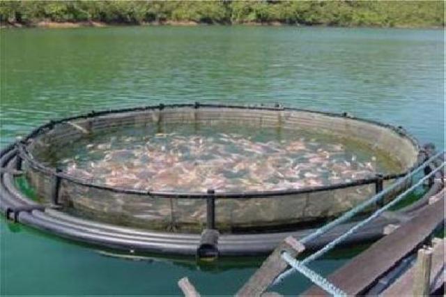 توجه نحو تطوير نشاط تربية الأسماك في إطار الفلاحة المدمجة بتمنراست