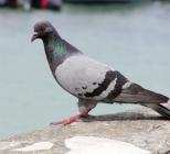 حمامة تحرق 23 مركبة!