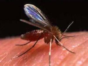 Bordj Bou Arréridj - 80 cas de leishmaniose cutanée depuis le début de l'année