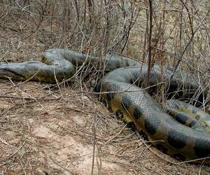 ثعبان ضخم يطرد عائلة من سبعة أفراد من مسكنها