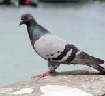 حمامة تحرق 23 مركبة!