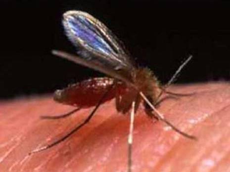 Bordj Bou Arréridj - 80 cas de leishmaniose cutanée depuis le début de l'année