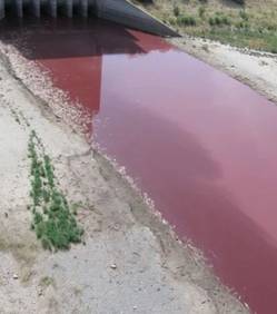 Etats-Unis - Un lac texan vire au rouge-sang