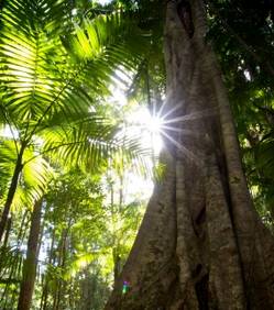 Un million d'hectares de forêt plantés d'ici 10 ans au Congo