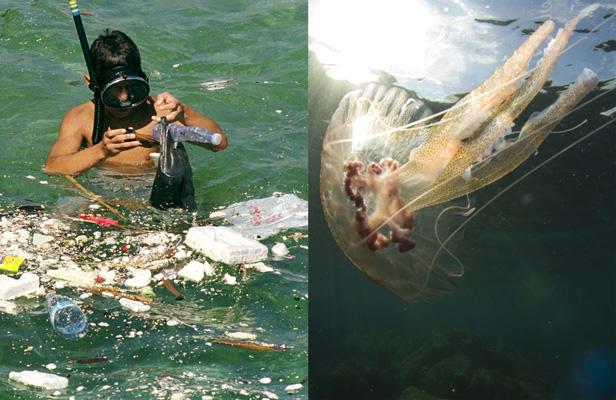 Planète - Comment reconnaître une méduse d'un sac de plastique ?