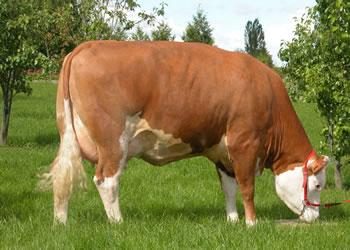 Le veau détrône le mouton à Béjaïa