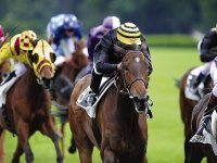L'écurie Abz.Aoued en force