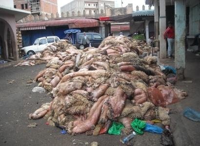 5.000 طن من النفايات بالجزائر العاصمة خلال العيد