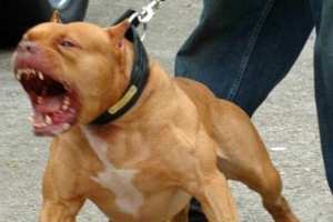 سكارى يعتدون على مفتش شرطة بكلب  بيتبول  في سوق أهراس