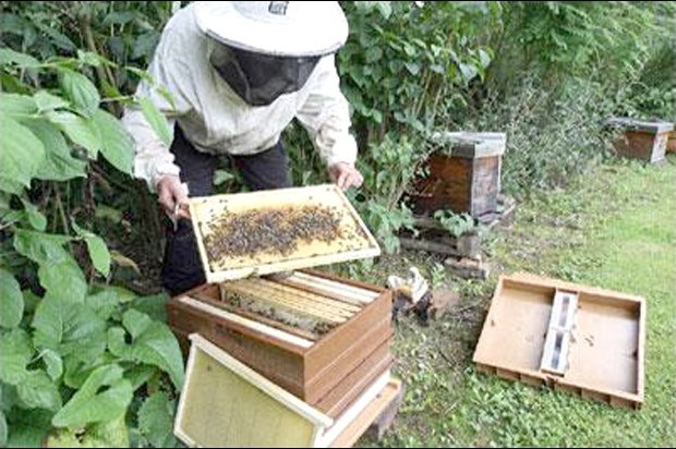 Chute inquiétante de la production de miel à Batna