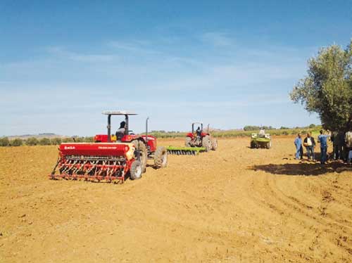 معسكر تستعد لزراعة 145,6 ألف هكتار من الحبوب