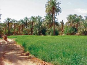 Palmeraie de Bou Saâda : Divine coquetterie florale dans la désolation steppique