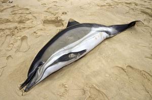 Mostaganem - Un dauphin rejeté par la mer à Hadjadj