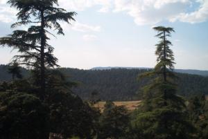 a cédraie de Chélia et d’Ouled Yagoub en Parc National