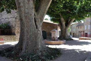 Tlemcen - Sauvez les platanes !