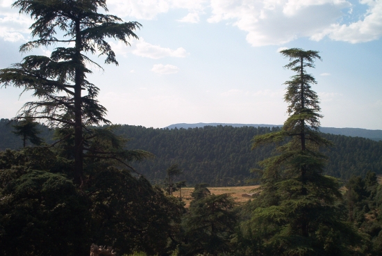 a cédraie de Chélia et d’Ouled Yagoub en Parc National