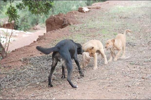 Des morsures qui coûtent cher à l'Etat