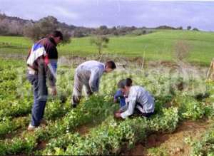 Une enveloppe conséquente allouée à l'agriculture