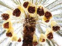 Une délégation de la CCI de Biskra en Indonésie pour la valorisation du produit