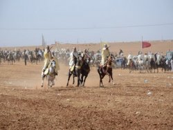 TLEMCEN : LA WAADA DE SIDI ABDALLAH CELEBREE