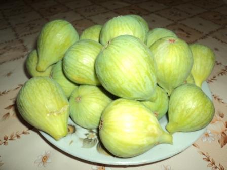 Lemroudj, où sont les figues d'autrefois '