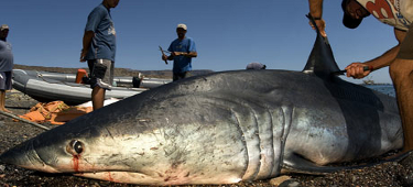 Nature et environnement : Contre le commerce de requin en France