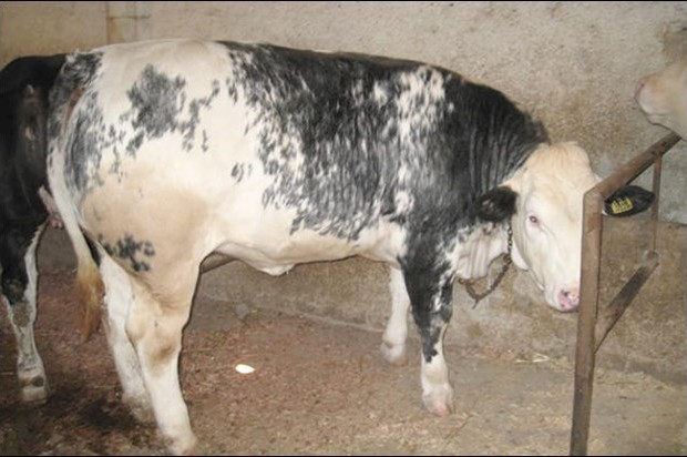 Des taureaux de 900 kilos exposés à Sétif