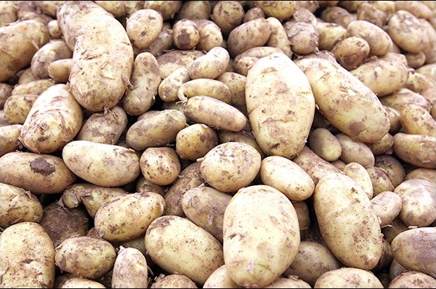 La pomme de terre annoncée à 100 DA
