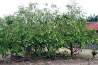 Pour la création d'un « jardin des écoliers » au CFPA de Misserghine