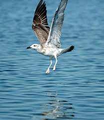 إحصاء نحو 2.000 طائر مائي عبر المسطحات المائية لولاية النعامة