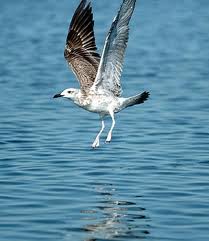 إحصاء نحو 2.000 طائر مائي عبر المسطحات المائية لولاية النعامة