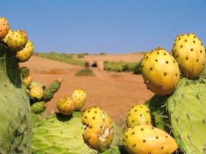 Chellata - Festival de la figue de Barbarie : Akarmousse, un fruit aux multiples vertus