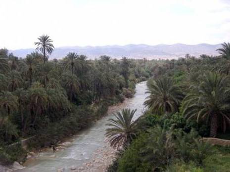 Propagation de Boufaroua dans les palmeraies de Biskra : Les responsables de l'Institut de protection des végétaux rassurent