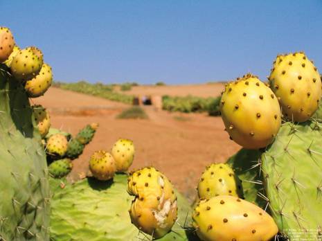 Chellata - Festival de la figue de Barbarie : Akarmousse, un fruit aux multiples vertus