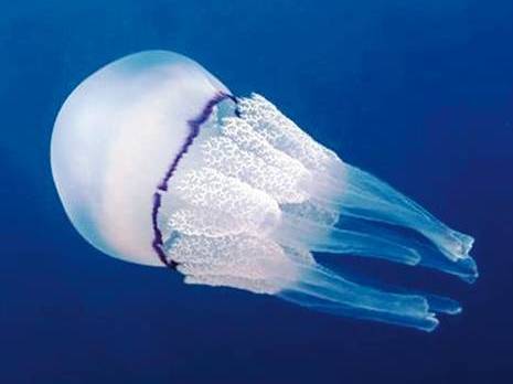 Planète - La surpêche entraînerait la prolifération des méduses