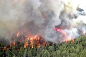 Plusieurs wilayas touchées : Des centaines d'hectares ravagés par les flammes