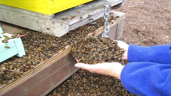 Mortalité alarmante des abeilles