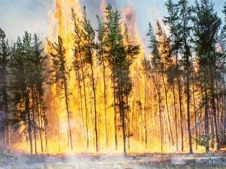 Des centaines d’hectares partis en fumée