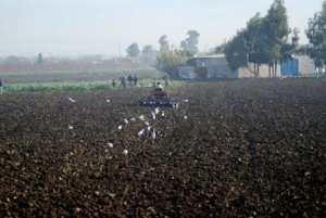 توسع  ملحوظ  في المساحة الفلاحية خلال السنوات الأخيرة بالأغواط