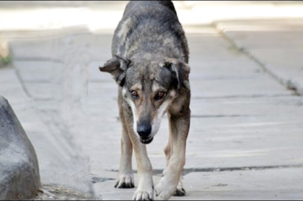 Les populations locales interpellent le wali pour organiser des battues