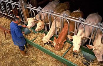 El Firma sera basée à l'ouest du pays