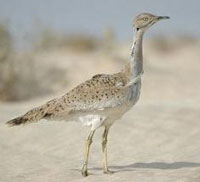 مركز تكاثر الحبار بالأبيض سيدي الشيخ