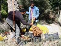 Labellisation de deglet nour d'ici à la fin de l'année en cours