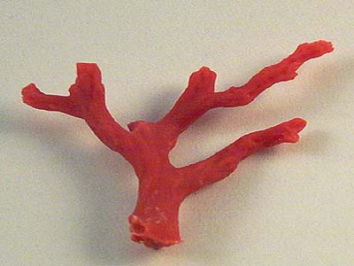 عصابة تهريب مرجان خام في قبضة أمن تيزي وزو