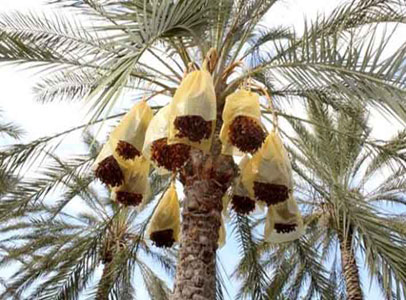 Production de dattes