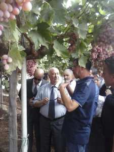 عنب الطاولة بتقنيات عالمية يعزز الاقتصاد ويضمن الاكتفاء على مدار السنة بعين تموشنت