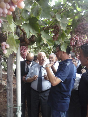 عنب الطاولة بتقنيات عالمية يعزز الاقتصاد ويضمن الاكتفاء على مدار السنة بعين تموشنت